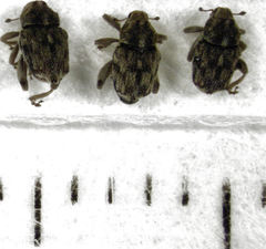 Hypurus bertrandi