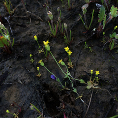 Cicendia quadrangularis