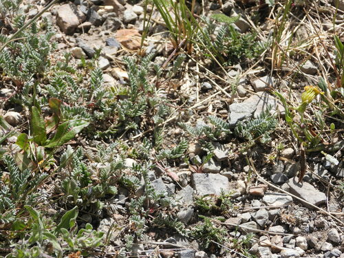 Image of Astragalus molybdenus by (c) Jared Shorma, some rights reserved (CC BY)