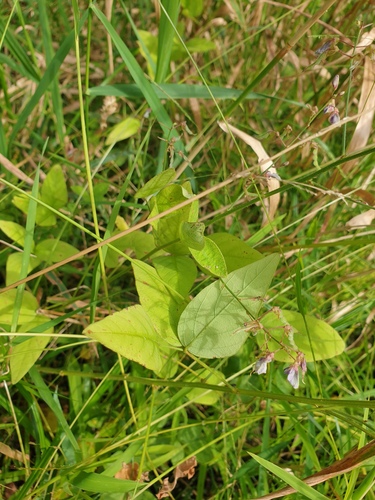 perplexed ticktrefoil (Desmodium perplexum)