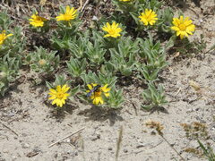 Heterotheca pumila, photograph (c) Jared Shorma, some rights reserved (CC BY)
