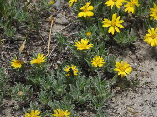 Image of Heterotheca pumila by (c) Jared Shorma, some rights reserved (CC BY)