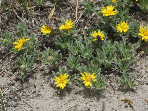 Heterotheca pumila, photograph 5