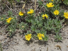 (c) Jared Shorma, some rights reserved (CC BY) Heterotheca pumila, photograph (c) Jared Shorma, some rights reserved (CC BY)