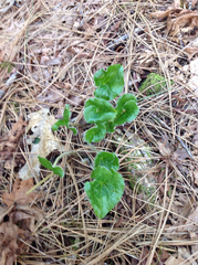 Asarum hartwegii