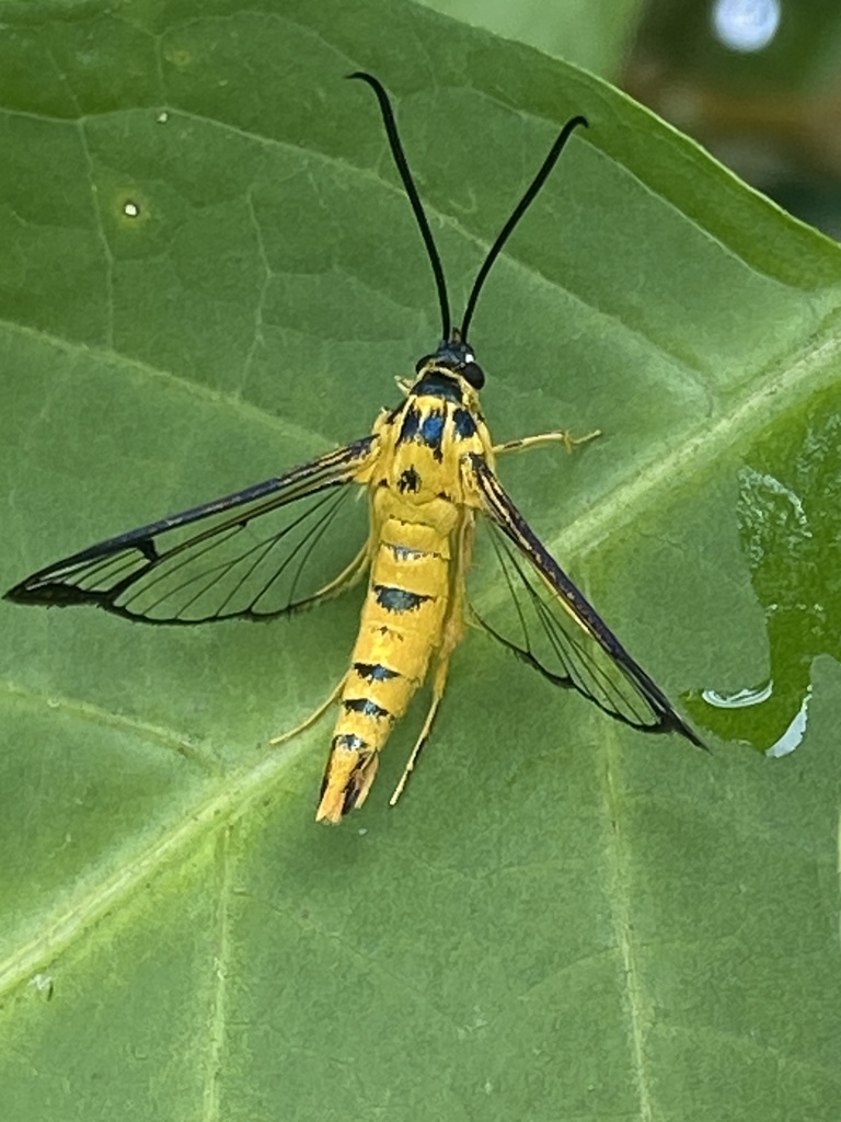 Paranthrenella xanthogyna