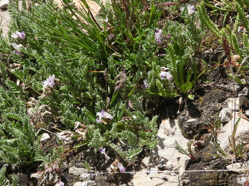 Image of Astragalus molybdenus by (c) Jared Shorma, some rights reserved (CC BY)