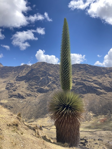 Sapphire tower (Puya alpestris) · iNaturalist