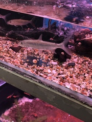Hydrocynus goliath