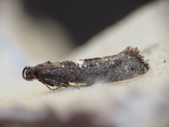 Acrolepiopsis assectella