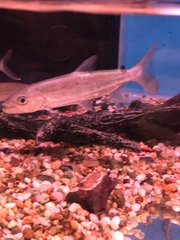 Hydrocynus goliath