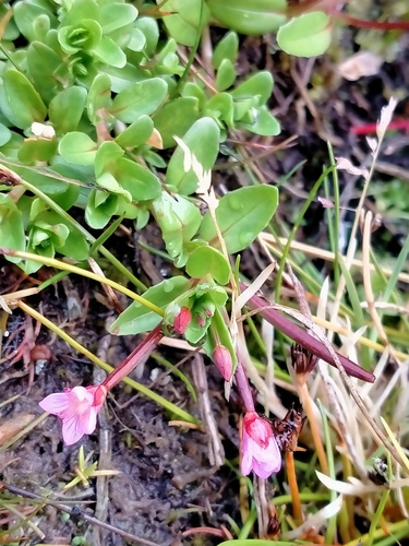 Epilobium confertifolium (Epilobium confertifolium)
