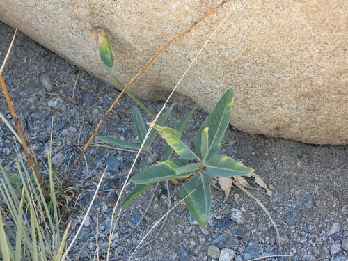 Image of Asclepias hallii by (c) Jared Shorma, some rights reserved (CC BY)