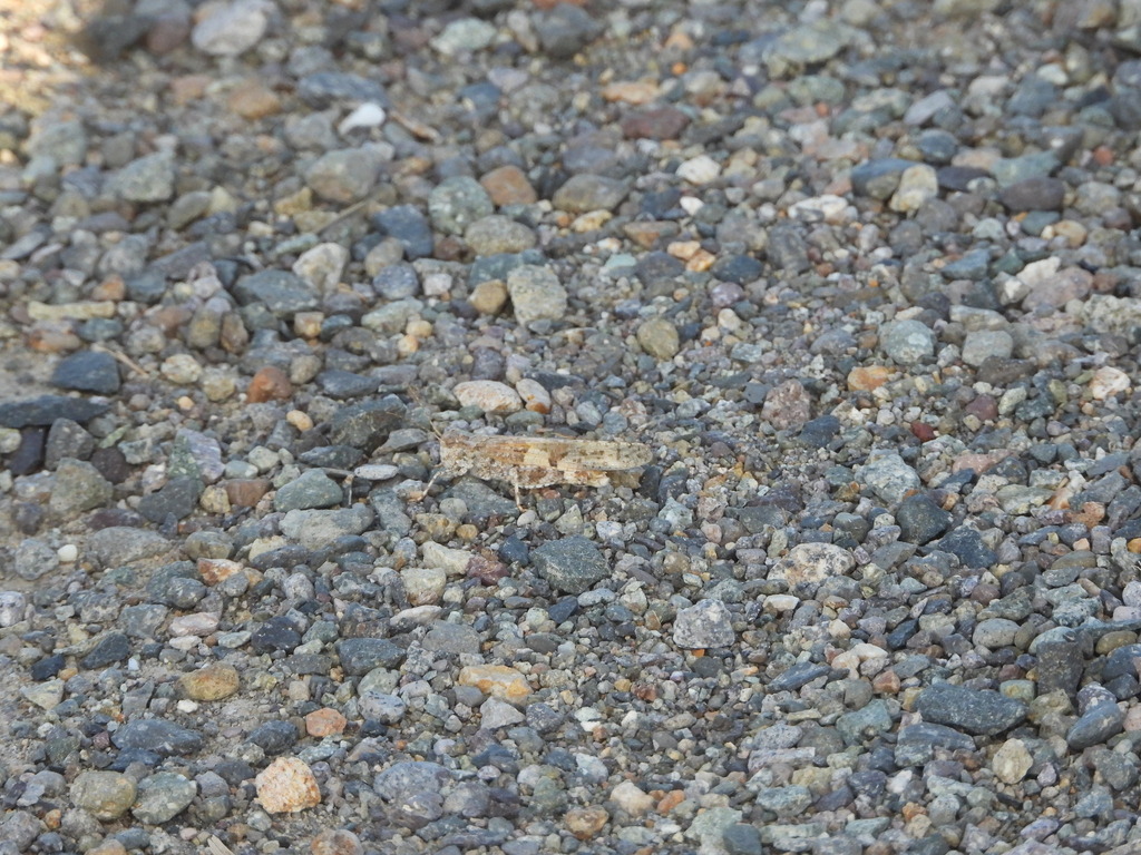 Alkali Grasshopper