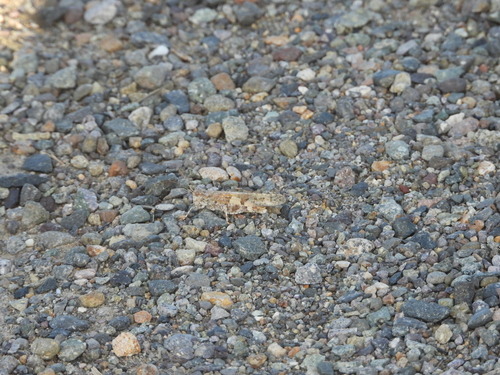 Alkali Grasshopper