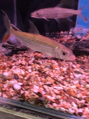 Hydrocynus
