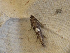 Acrolepiopsis assectella