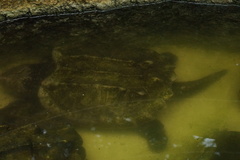 Macrochelys