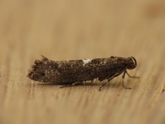 Acrolepiopsis assectella