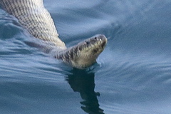 Shaw's Sea Snake photo 3
