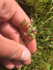 Trifolium variegatum