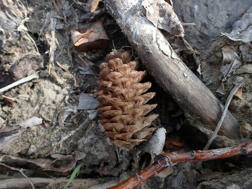 Western white spruce (Picea × albertiana)