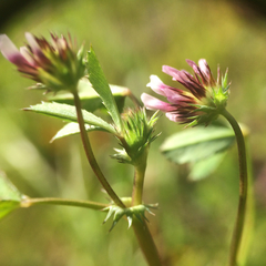 Trifolium variegatum
