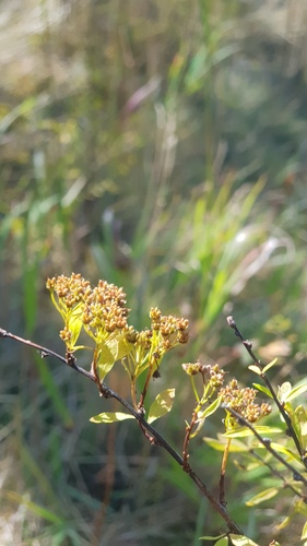 Spiraea alpina, photograph 6