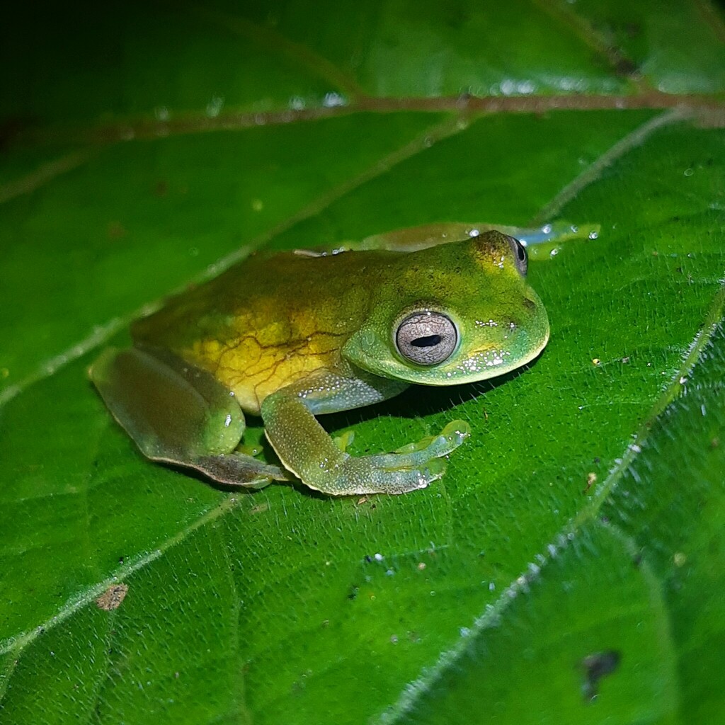 Palmer's Treefrog