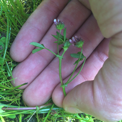 Trifolium variegatum