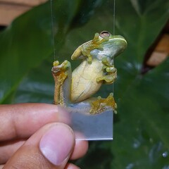 Palmer's Treefrog photo 4