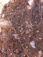 Eriogonum angulosum