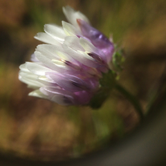Trifolium grayi