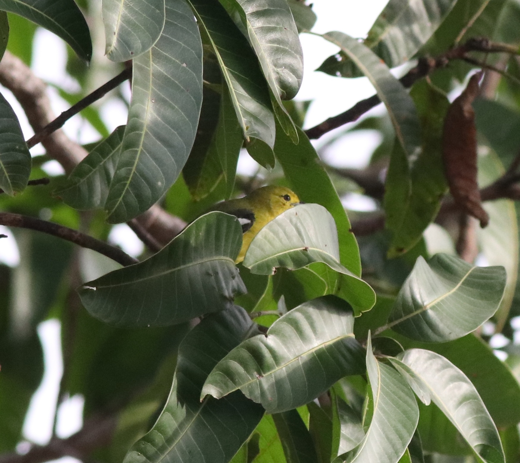 common iora