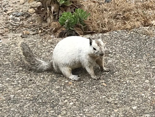 California Ground Squirrel photographed in California