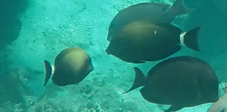 Orange-socket Surgeonfish