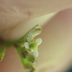 Cardamine oligosperma