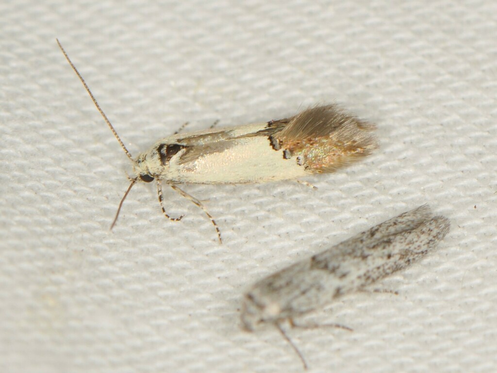 Sriferia cockerella