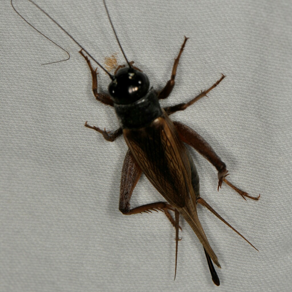 Armed Field Cricket