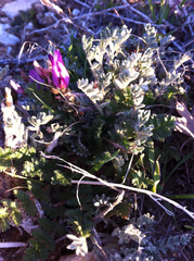 Astragalus purshii