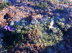 Lupinus excubitus