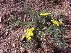 Lomatium utriculatum