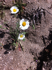Layia glandulosa
