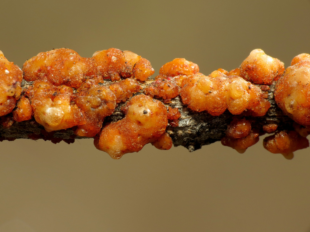 Tachardiella fulgens