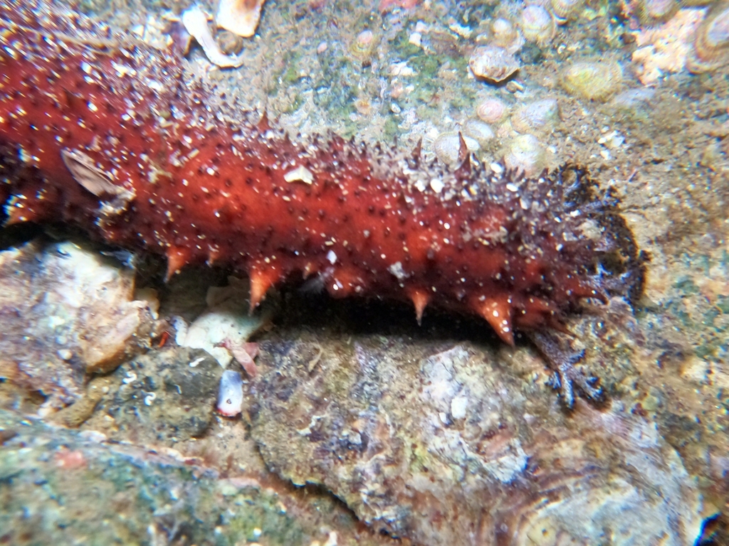 Holothuria inornata