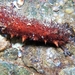 Sandy Sea Cucumber - Photo (c) Alberto Alcalá, some rights reserved (CC BY), uploaded by Alberto Alcalá
