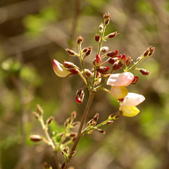 Coursetia glandulosa