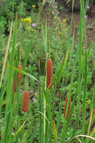 Typha orientalis iNat (3)