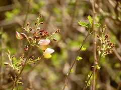 Coursetia glandulosa