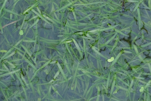 Potamogeton oxyphyllus iNat (2)